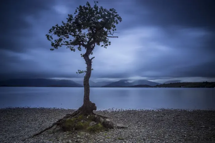 Framed Print : Lone tree on shore at Milarrochy Bay against cloudy sky during dusk, Loch Lomond