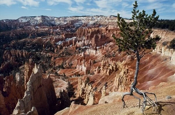 A lone tree stands isolated by erosion on the rim of