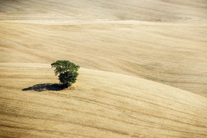 Framed Print : Lone tree after the summer harvest, Val d Orcia, Tuscany, Italy Framed Print : Lone tree after the summer harvest, Val d Orcia, Tuscany, Italy