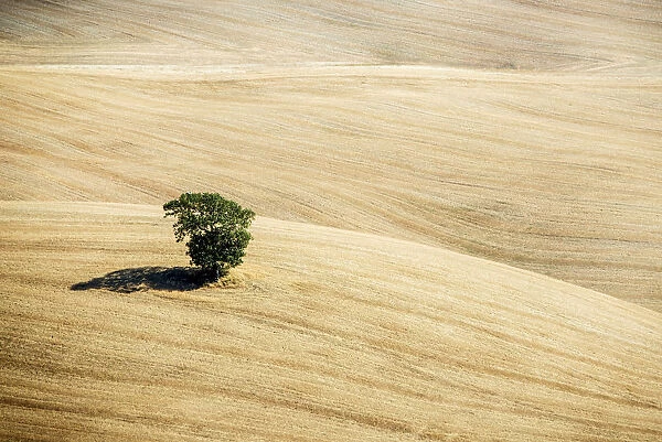 Lone tree after the summer harvest, Val d Orcia, Tuscany, Italy