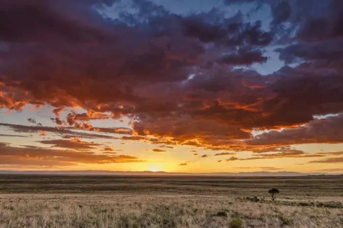 Framed Print : Lone Tree at Sunset, near Alamosa, Colorado, USA