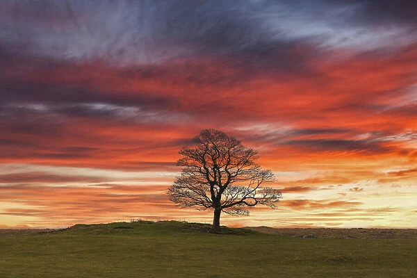 Lone Tree at Sunset, near Earl Sterndale, Peak District National Park, Derbyshire, England