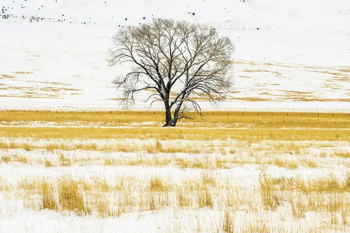 Framed Print : Lone tree in winter meadow Framed Print : Lone tree in winter meadow