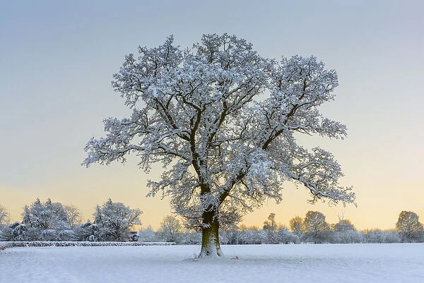Lone Tree in Winter, Norfolk, England