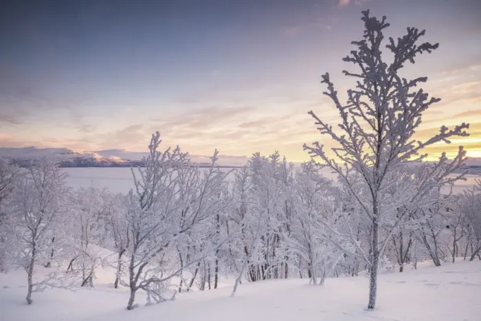 Framed Print : Lone trees covered with snow during a cold sunrise, Kiruna Municipality Framed Print : Lone trees covered with snow during a cold sunrise, Kiruna Municipality