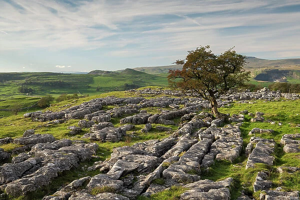 Lone windswept hawthorn tree on a limestone pavement at Winskill Stones, near Settle, Yorkshire Dales, England. Autumn (October) 2023