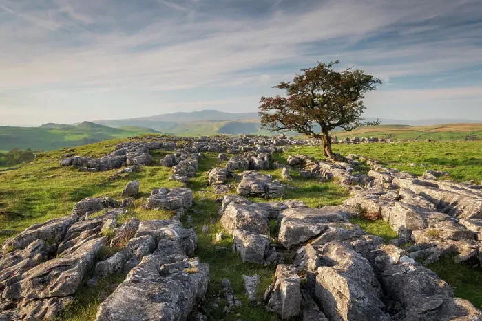Framed Print : Lone windswept hawthorn tree on a limestone pavement at Winskill Stones, near Settle, Yorkshire Dales, England. Autumn (October) 2023 Framed Print : Lone windswept hawthorn tree on a limestone pavement at Winskill Stones, near Settle, Yorkshire Dales, England. Autumn (October) 2023