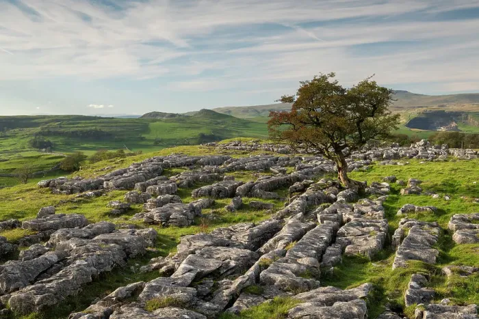 Framed Print : Lone windswept hawthorn tree on a limestone pavement at Winskill Stones, near Settle, Yorkshire Dales, England. Autumn (October) 2023 Framed Print : Lone windswept hawthorn tree on a limestone pavement at Winskill Stones, near Settle, Yorkshire Dales, England. Autumn (October) 2023