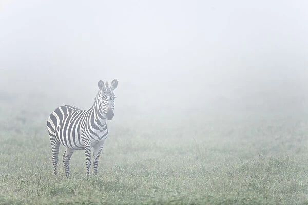 Lone Zebra (Equus quagga) on misty morning, Serengeti National Park, Tanzania