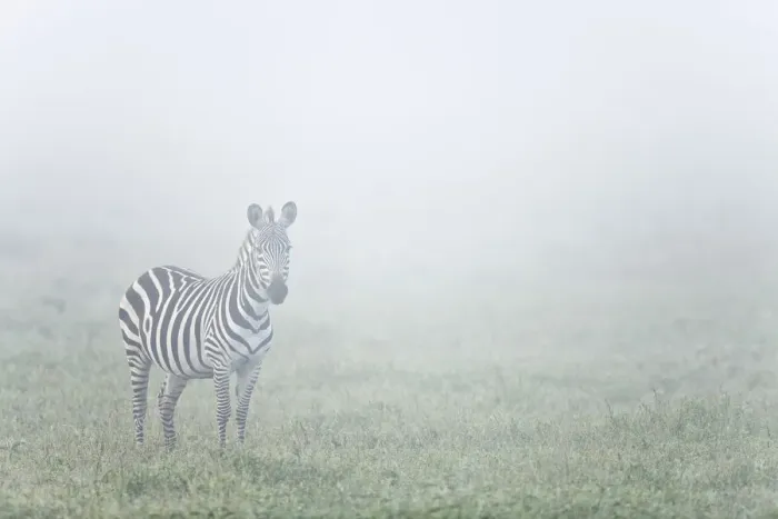 Framed Print : Lone Zebra (Equus quagga) on misty morning, Serengeti National Park, Tanzania Framed Print : Lone Zebra (Equus quagga) on misty morning, Serengeti National Park, Tanzania