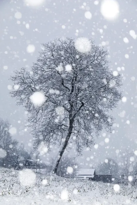 Framed Print : Lonely bare tree under a snowfall, San Gregorio nelle Alpi, Belluno, Veneto, Italy Framed Print : Lonely bare tree under a snowfall, San Gregorio nelle Alpi, Belluno, Veneto, Italy