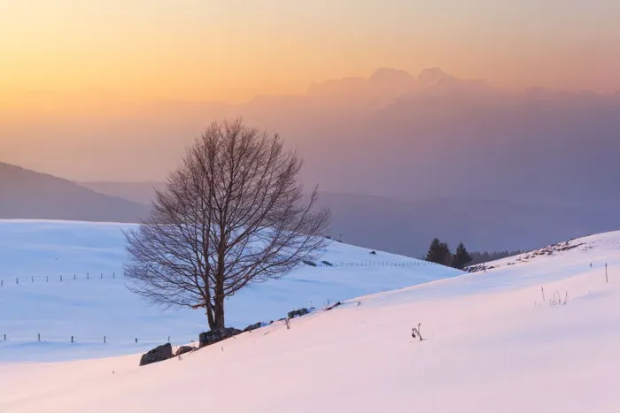 Framed Print : A lonely beech on snowy pastures of Mezzomiglio with Schiara group on background Framed Print : A lonely beech on snowy pastures of Mezzomiglio with Schiara group on background