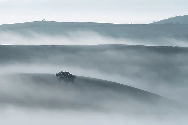 A lonely chestnut tree appearing through the sea of fog on a humid autumn morning in the rolling hills of Tuscany. Val d'Orcia, Italy