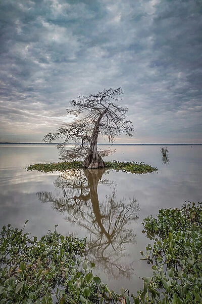 Lonely cypress in Lake Fausse Pointe, Louisiana, USA