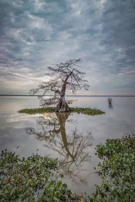 Framed Print : Lonely cypress in Lake Fausse Pointe, Louisiana, USA Framed Print : Lonely cypress in Lake Fausse Pointe, Louisiana, USA