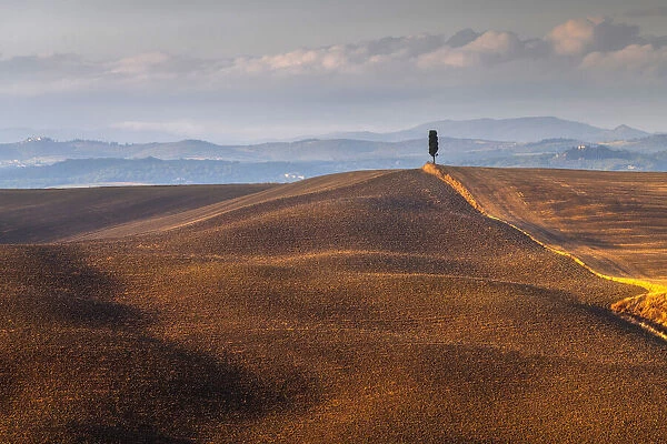 A lonely cypress tree and some rolling hills illuminated by the late afternoon warm light in autumn, not far from Asciano, Tuscany, Italy