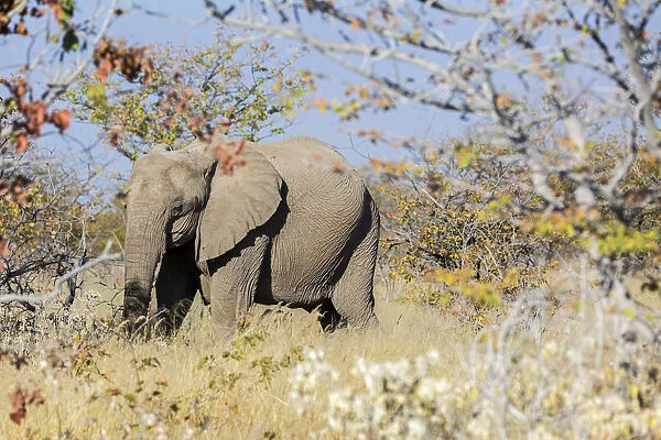 Lonely elephant in Etosha, Namibia, Africa