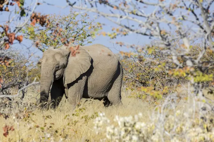 Framed Print : Lonely elephant in Etosha, Namibia, Africa Framed Print : Lonely elephant in Etosha, Namibia, Africa