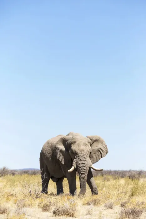 Framed Print : Lonely elephant in Etosha, Namibia, Africa Framed Print : Lonely elephant in Etosha, Namibia, Africa