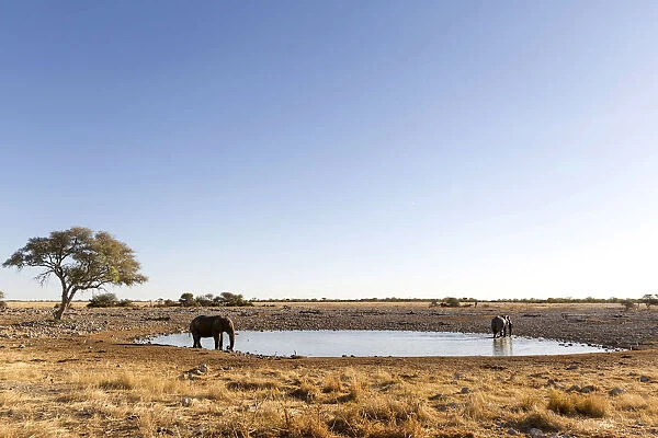 Lonely elephant at the waterhole in Etosha, Namibia, Africa