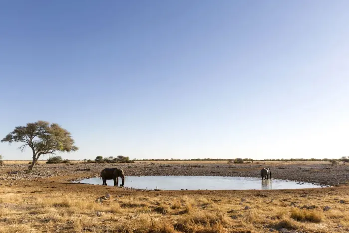 Framed Print : Lonely elephant at the waterhole in Etosha, Namibia, Africa Framed Print : Lonely elephant at the waterhole in Etosha, Namibia, Africa