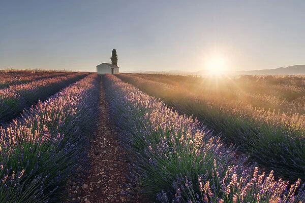A lonely farmhouse in the middle of lavenders fields at sunrise, Provence, France