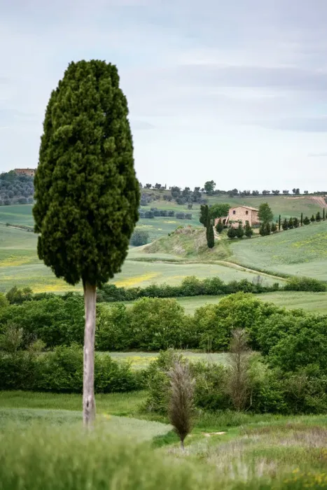 Framed Print : Lonely farmohuse and green meadow, cypress tree in foreground Framed Print : Lonely farmohuse and green meadow, cypress tree in foreground