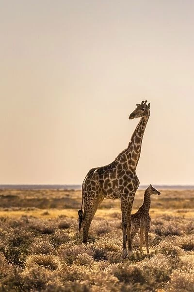Lonely Giraffe with baby in Etosha, Namibia, Africa #14648340