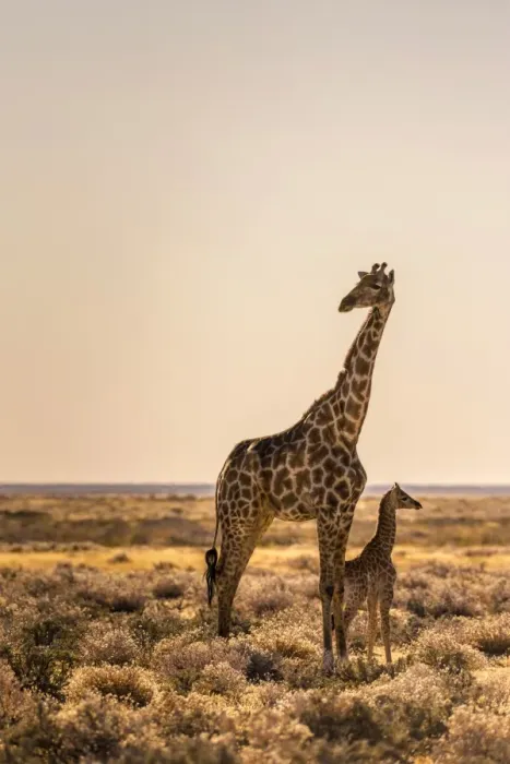 Framed Print : Lonely Giraffe with baby in Etosha, Namibia, Africa Framed Print : Lonely Giraffe with baby in Etosha, Namibia, Africa