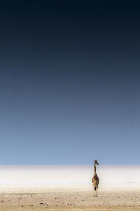 Framed Print : A lonely giraffe stands in the Etosha Pan next to a waterhole Framed Print : A lonely giraffe stands in the Etosha Pan next to a waterhole