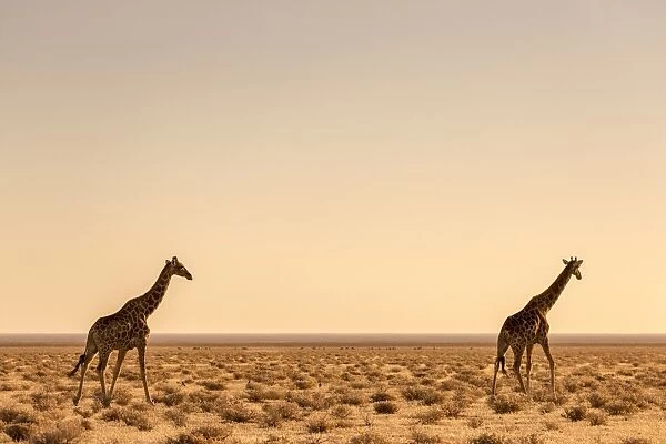 Lonely Giraffes in Etosha, Namibia, Africa