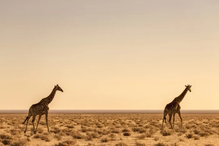 Framed Print : Lonely Giraffes in Etosha, Namibia, Africa Framed Print : Lonely Giraffes in Etosha, Namibia, Africa