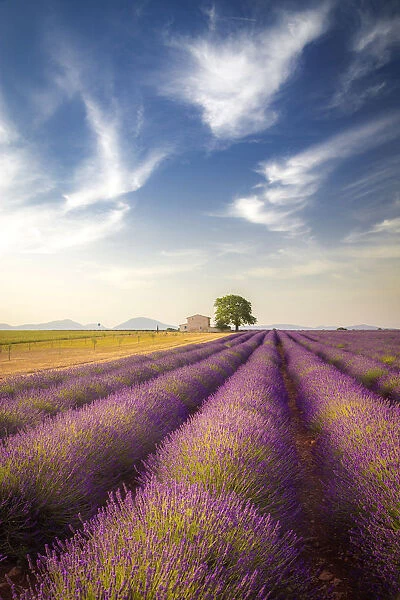 Provence Vineyards & Lavender Fields Sidecar Tour from Aix-en-Provence