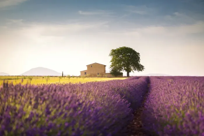 Framed Print : Lonely house surrounded by lavender fields near Valensole, Provence, France