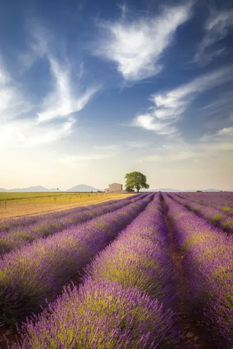 Framed Print : Lonely house surrounded by lavender fields near Valensole, Provence, France Framed Print : Lonely house surrounded by lavender fields near Valensole, Provence, France