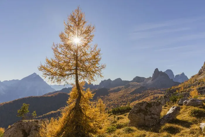 Framed Print : Lonely larch in the Dolomites, Cortina d Ampezzo, Belluno district, Veneto, Italy Framed Print : Lonely larch in the Dolomites, Cortina d Ampezzo, Belluno district, Veneto, Italy