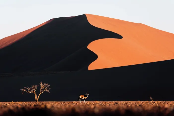 Framed Print : Lonely oryx walking in Sossusvlei at sunset, Namibia Framed Print : Lonely oryx walking in Sossusvlei at sunset, Namibia