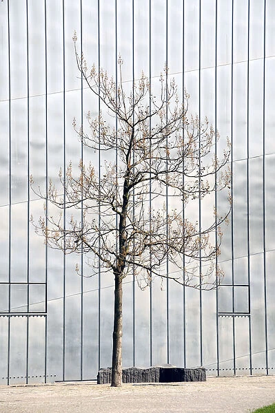 A lonely tree in front of the Jewish Museum