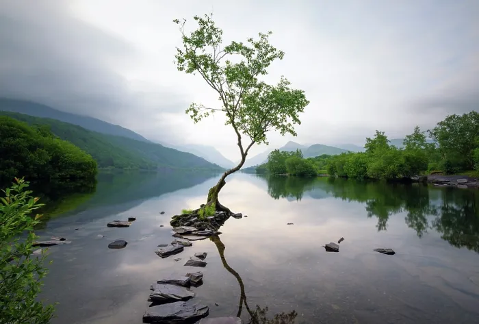 Framed Print : The Lonely Tree of Llanberis at sunrise, on the shore of Llyn Padarn (Lake Padarn), Gwynedd, Eryri (Snowdonia), Wales Framed Print : The Lonely Tree of Llanberis at sunrise, on the shore of Llyn Padarn (Lake Padarn), Gwynedd, Eryri (Snowdonia), Wales