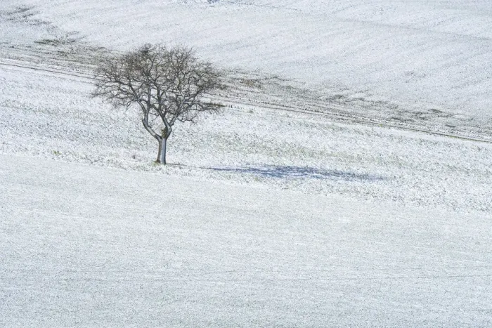 Framed Print : Lonely tree in the middle of the fields of Val d Orcia, Tuscany, Italy Framed Print : Lonely tree in the middle of the fields of Val d Orcia, Tuscany, Italy