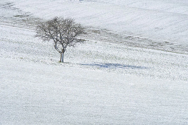 Lonely tree in the middle of the fields of Val d Orcia, Tuscany, Italy