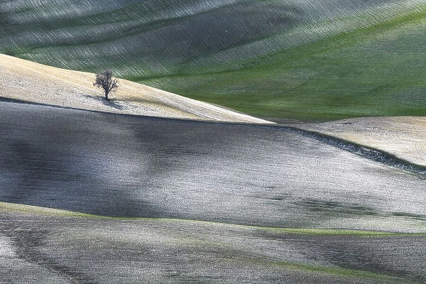 Lonely tree in the middle of the fields of Val d Orcia, Tuscany, Italy