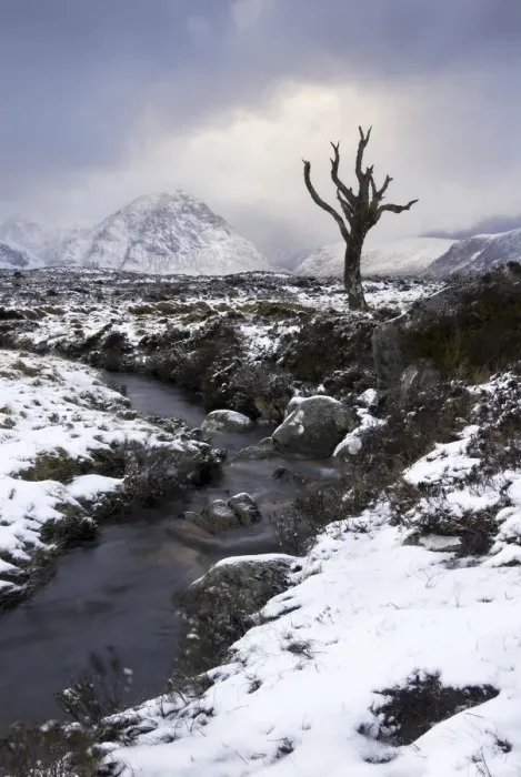 Framed Print : Lonely tree in Rannoch Moor, Glencoe, Scotland, UK Framed Print : Lonely tree in Rannoch Moor, Glencoe, Scotland, UK