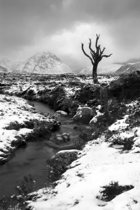 Framed Print : Lonely tree in Rannoch Moor, Scotland, UK Framed Print : Lonely tree in Rannoch Moor, Scotland, UK