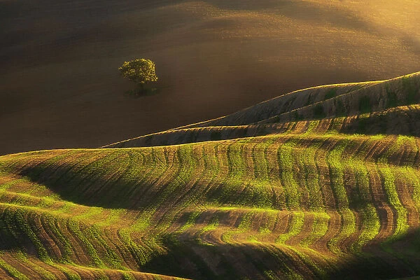 A lonely tree, together with some rolling hills. Val d'Orcia, Tuscany