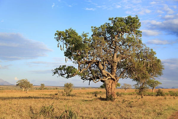 Lonely tree in savanna, Kidepo national park, Uganda, East Africa
