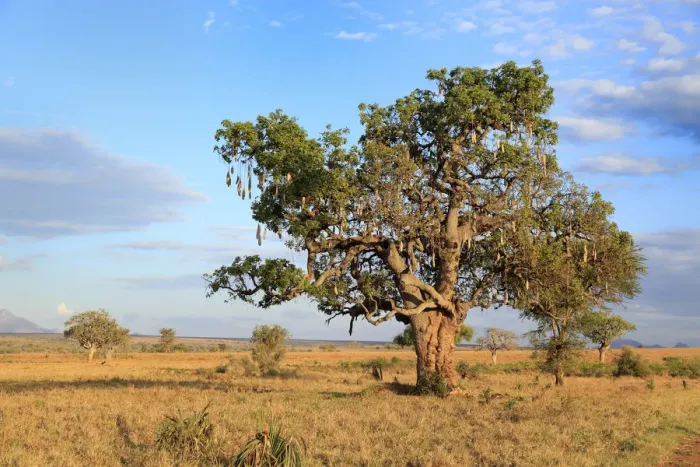 Framed Print : Lonely tree in savanna, Kidepo national park, Uganda, East Africa