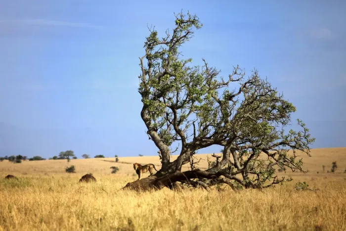 Framed Print : Lonely tree in savanna and lion, Kidepo national park, Uganda, East Africa Framed Print : Lonely tree in savanna and lion, Kidepo national park, Uganda, East Africa