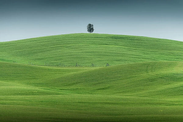 A lonely tree stands out from the lush green landscape of the rolling hills of Tuscany. Val d'Orcia, Italy