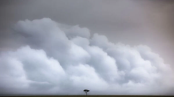 A lonely tree in the vast grassland of the Msai Mara game reserve, Kenya